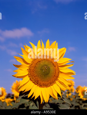 Girasoli Andalusia Spagna Foto Stock