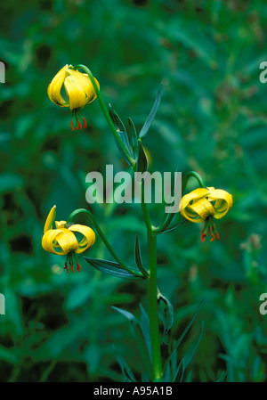 Martagon giallo Gigli, Lilium pyrenaicum. Tre fiori closeup. Pirenei. Francia Foto Stock