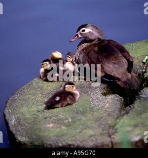 Wild femmina Anatra di legno (Aix sponsa) in appoggio su una roccia accanto all acqua con giovani anatroccoli Foto Stock