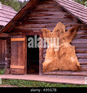 Barkerville, BC, British Columbia, Canada - Bear pelle montato su log vecchi la parete della cabina nella storica città della corsa all'oro, Regione Cariboo Foto Stock