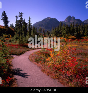 Mount Baker - Snoqualmie Foresta Nazionale, Washington, Stati Uniti d'America - Sentiero escursionistico attraverso "Heather Prati' prato alpino, Autunno / Autunno Foto Stock