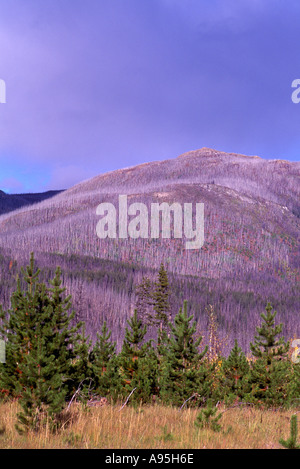 Ri-crescita di una foresta di conifere dopo un incendio di foresta in British Columbia, Canada Foto Stock