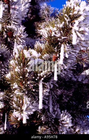 Frost-coperti e coperti di neve lodgepole pine (Pinus contorta latifolia) Tree, Northern British Columbia, Canada Foto Stock