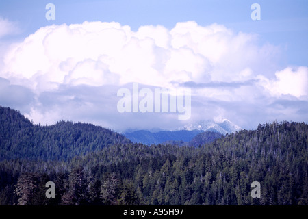 Una foresta pluviale temperata lungo la costa occidentale del Pacifico a Vancouver Island a Clayoquot Sound della Columbia britannica in Canada Foto Stock