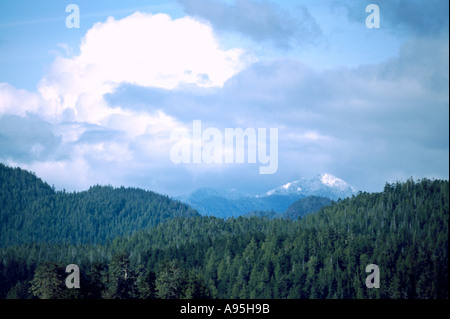 Una foresta pluviale temperata lungo la costa occidentale del Pacifico a Vancouver Island a Clayoquot Sound della Columbia britannica in Canada Foto Stock