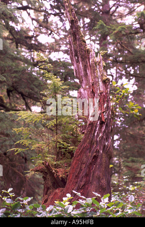 Un allattamento di conifere albero che cresce al di fuori di un decomposto ceppo di albero sull'Isola di Vancouver in British Columbia Canada Foto Stock