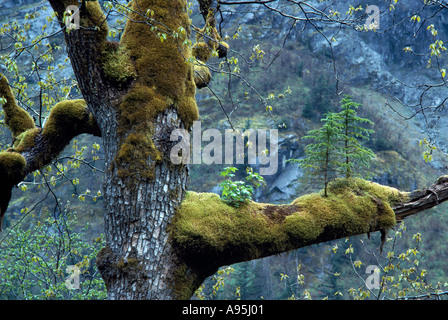 Un allattamento di conifere albero che cresce al di fuori di un Moss-coperto sul ramo di un albero a foglie decidue in British Columbia Canada Foto Stock