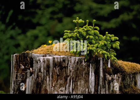 Un allattamento di conifere albero che cresce al di fuori di un decomponendo il ceppo di albero in British Columbia Canada Foto Stock