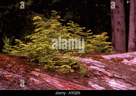 Un allattamento di conifere albero che cresce al di fuori di un albero di decomposizione Log in British Columbia Canada Foto Stock