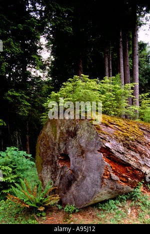 Assistenza infermieristica di conifere alberi che crescono al di fuori di un albero di decomposizione Log in British Columbia Canada Foto Stock