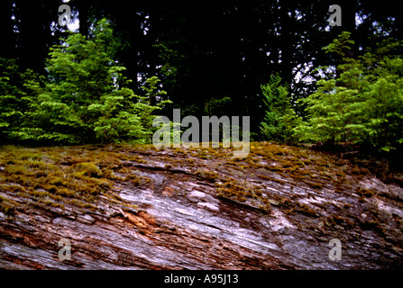 Assistenza infermieristica di conifere alberi che crescono al di fuori di un albero di decomposizione Log in British Columbia Canada Foto Stock