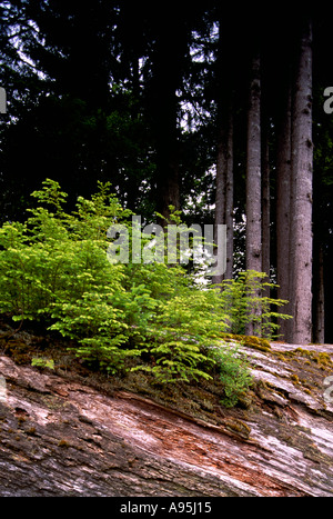 Un allattamento di conifere albero che cresce al di fuori di un albero di decomposizione Log in British Columbia Canada Foto Stock