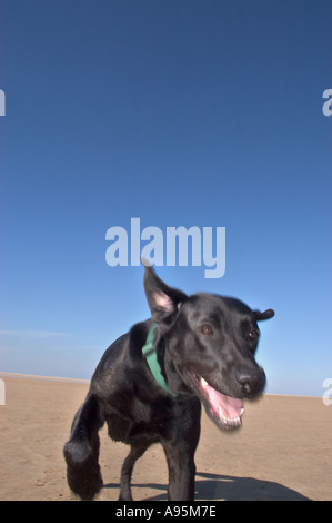 Fantastica azione girato di un cane in volata tra le dune di sabbia Foto Stock
