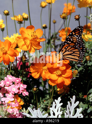 Farfalla monarca Danaus Plexippus su un cosmo sulfurei Ladybird serie anche fiori Cosmos Bipinnatus conchiglie di mare mostrato Foto Stock