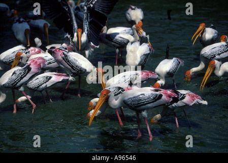 Dipinto di cicogne, Aiutante Stork alimentare Foto Stock