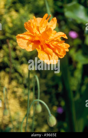 Arancione e papavero pod Oxfordshire Foto Stock