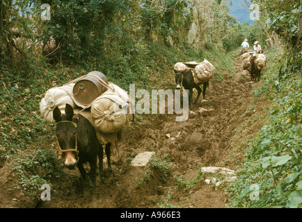 Messico Puebla la Sierra de Puebla mulo treno sul sentiero di montagna Foto Stock