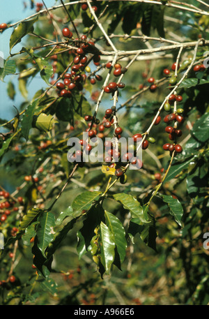 Messico. Stato di Puebla. Frutto di caffè rosso maturo chiamato drupes o, popolarmente, bacche o ciliegie, su un albero nella piantagione nella Sierra Norte de Puebla. Foto Stock