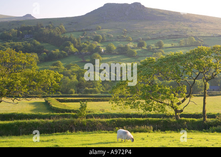 Un lone pecora mangia erba su Dartmoor Inghilterra Foto Stock