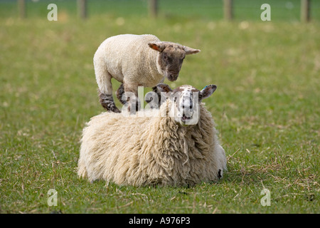 Pecora e giocoso agnelli su erba di primavera durante il periodo di Pasqua Foto Stock