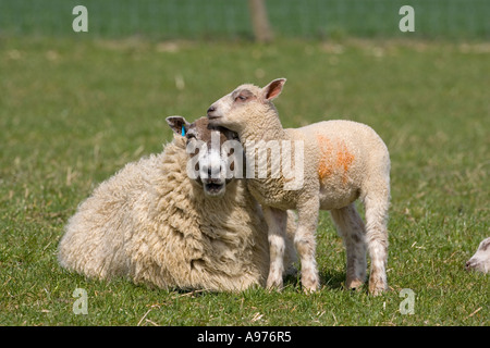 Pecora e giocoso agnelli su erba di primavera durante il periodo di Pasqua Foto Stock