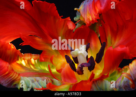 Tulipa Flamenco. Una vivace esplosione di colore in un rosso, Parrot Tulip Foto Stock