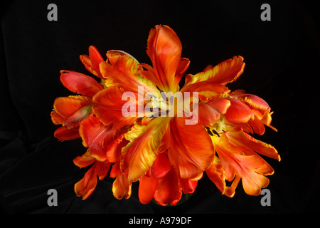 Tulipa . Ciotola di Fiery, rosso e giallo, Parrot tulipani Foto Stock