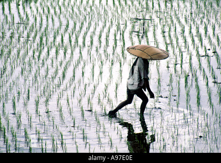 I campi di riso Bali Indonesia Foto Stock
