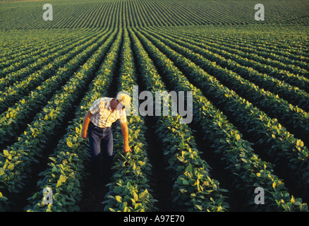 Agricoltura - un agricoltore di ispezionare la sua metà della crescita campo di soia nel tardo pomeriggio light / Iowa (USA). Foto Stock