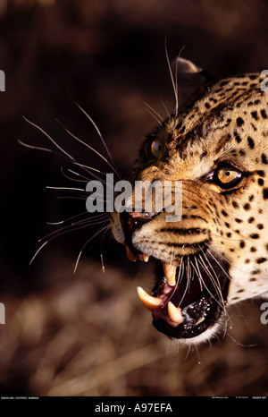 Leopard ululano Namibia Foto Stock