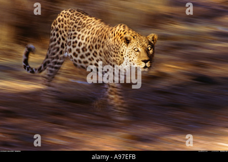 Leopard camminando Namibia Foto Stock