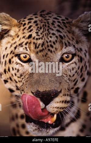 Namibia Leopardo Foto Stock