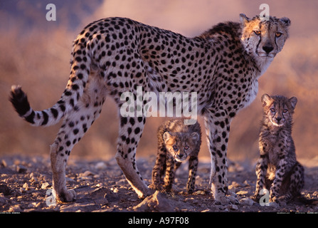 Cheetah madre e lupetti Namibia Foto Stock