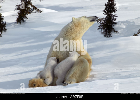 Orso polare per allattamento madre giovani cubs Manitoba Canada Foto Stock