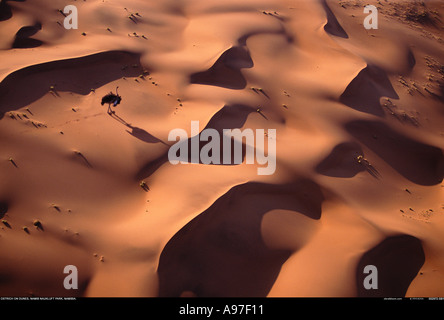 Struzzo sulle dune del deserto del Namib Namibia Africa Foto Stock