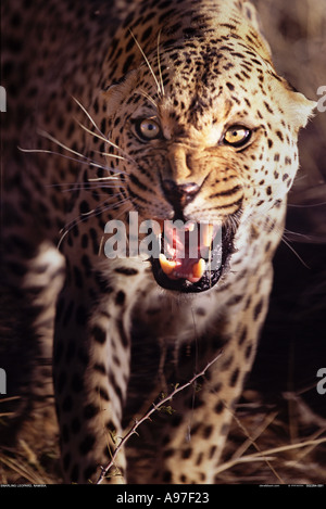 Ululano Leopard Namibia Foto Stock