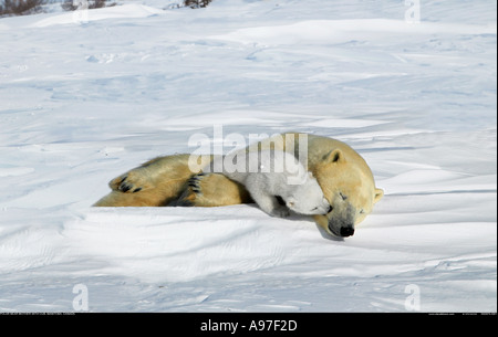 Orso polare madre con giovani cubs Manitoba Canada Foto Stock
