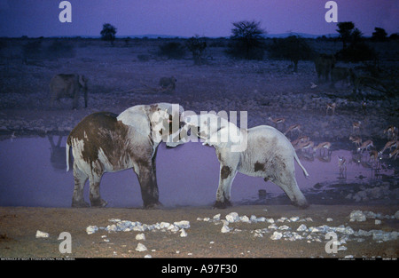 Giovani elefanti giocare di notte il Parco Nazionale di Etosha Namibia Foto Stock