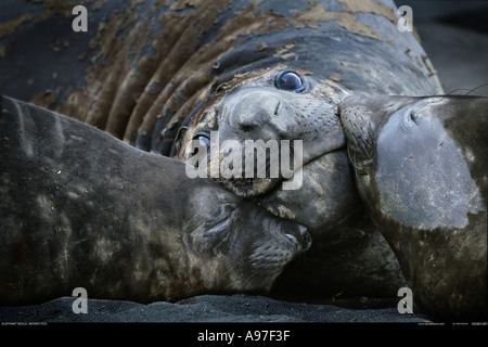 Le guarnizioni di tenuta di elefante Hannah punto Antartide Foto Stock