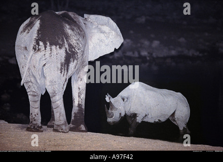 Elephant e rhino accanto al fiume di notte il Parco Nazionale di Etosha Namibia Foto Stock