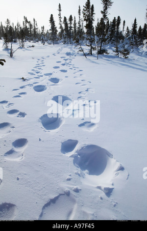 Orso polare Orme nella neve di Manitoba in Canada Foto Stock