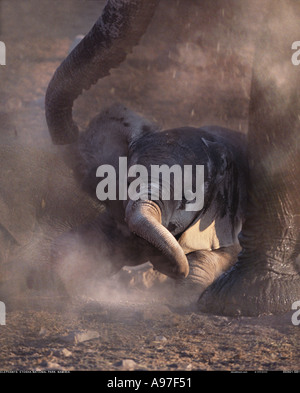 Baby Elephant con la madre Etosha National Park Namibia Foto Stock