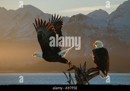Aquile calve Alaska Foto Stock