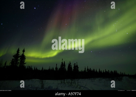 Northern Lights Aurora Boreale in Canada Foto Stock