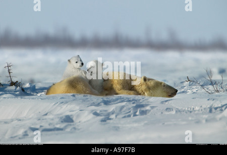 Orso polare madre con giovani cubs Manitoba Canada Foto Stock
