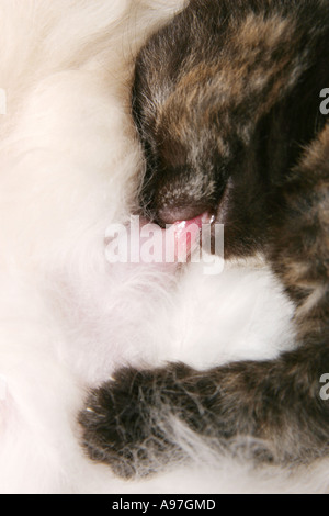 Gattino con la sua linguetta attorno alla sua madri capezzolo succhiare il latte Foto Stock