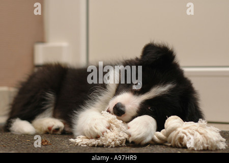 Border Collie cucciolo masticare sul nodo Foto Stock