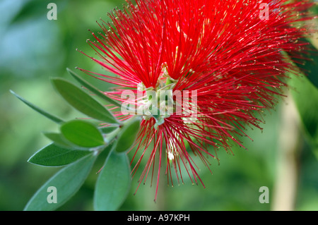 Callistemon citrinus var splendens rosso Bottiglia australiano spazzola Foto Stock