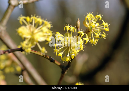 Corniola ciliegie (Cornus mas) chiamato anche Corneliancherry Sanguinello Foto Stock