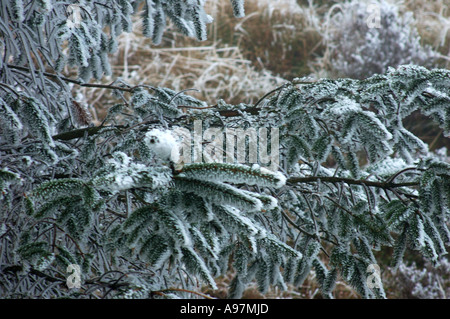 Albero coperto di brina spessa numero 2340 Foto Stock